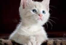 تطعيمات القطط