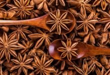 اليانسون النجمي