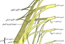 ملخ الولادة