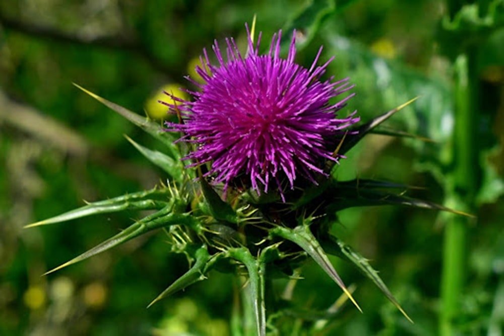 milk thistle herb