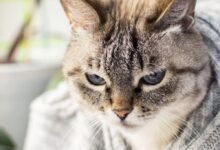 علاج الحساسية عند القطط