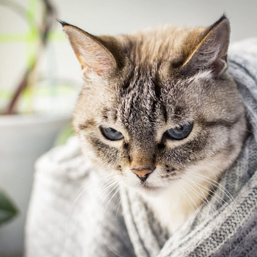 علاج الحساسية عند القطط | أسرار علاجها بالمنزل | كيان طب