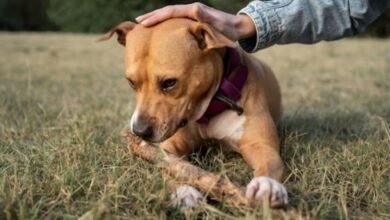 مرض البارفو عند الكلاب