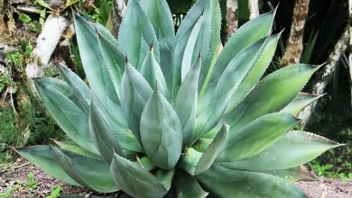 استخدامات الصبار الخام