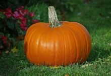 فوائد القرع العسلي