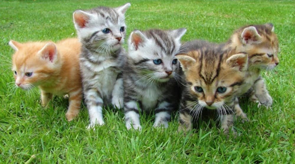 care for newborn kittens-min