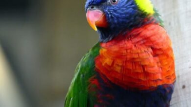 ما هي حمى الببغاء