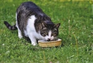 cat eat food with supplements to make cat fur thicker