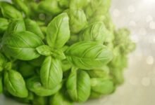 فوائد الحبق