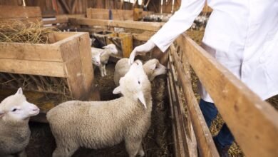 مرض البروسيلا في الحيوانات