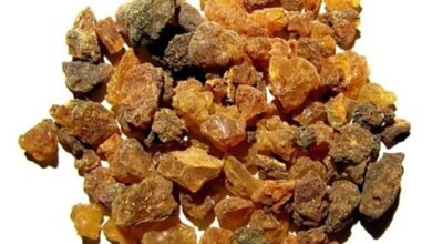 فوائد عشبة المر الحجازي