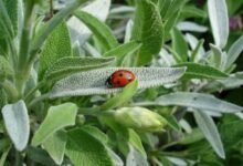 فوائد الميرمية للنساء للتنحيف I العشبة السحرية